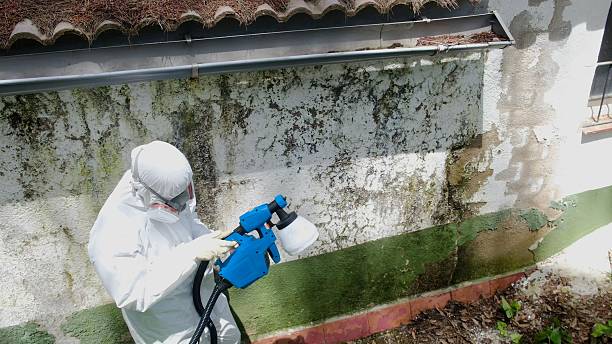 Top rated local Attic Mold Remediation specialists in Pine Brook, NJ